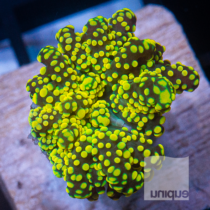 Bright Yellow Frogspawn 299 249.jpg