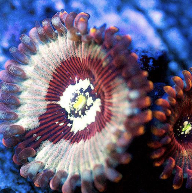 BRIMSTONE PEOPLE EATER ZOANTHID.jpg