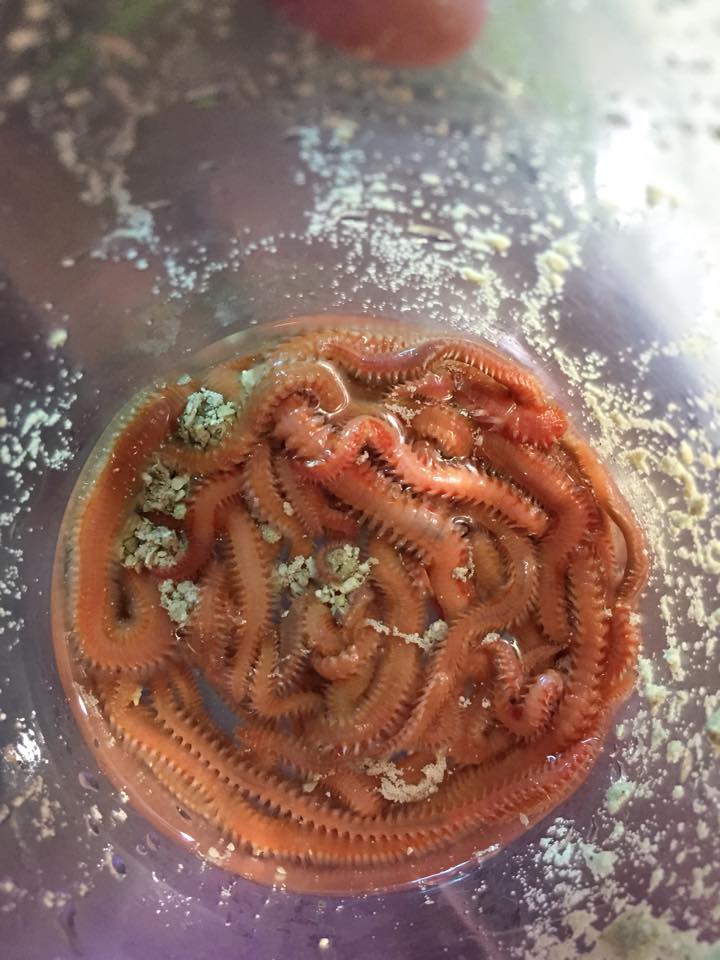bristleworms.jpg
