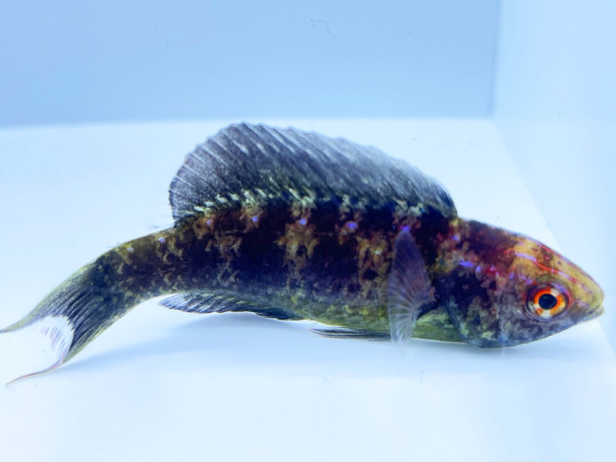 Brunneus Wrasse.jpg