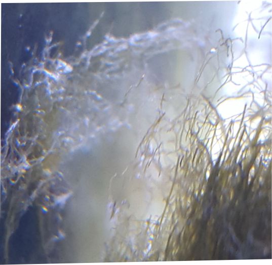 bryopsis pic 3.jpg