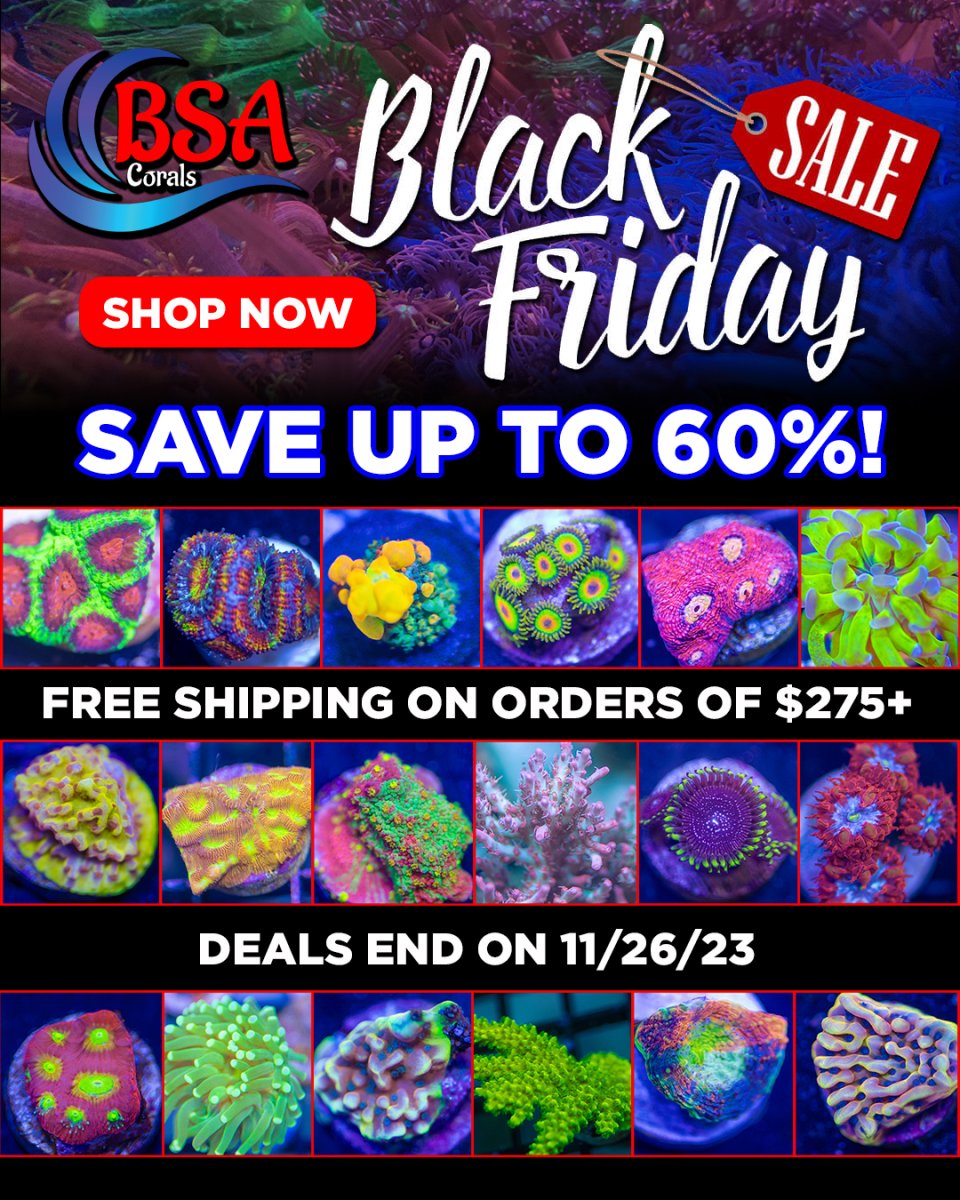 BSA_Corals_Black_Friday_Sale.jpg