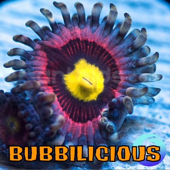 BUBBILICIOUS 1.JPG