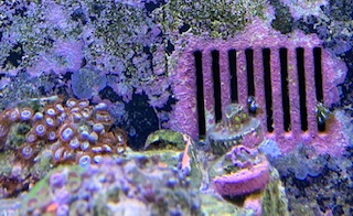 bubble algae.jpg