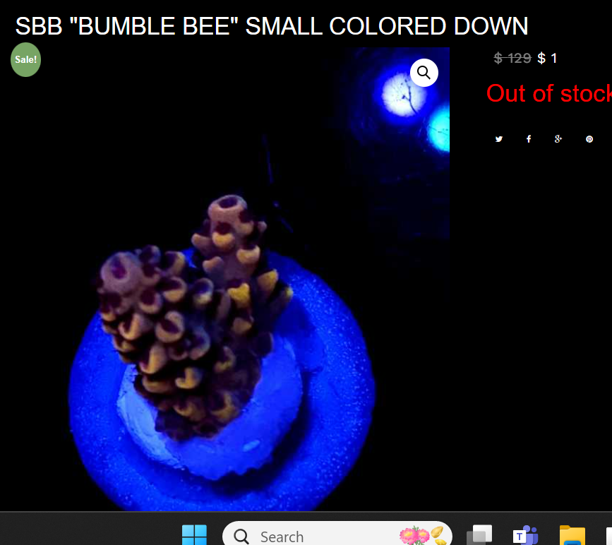 bumble bee (2).png