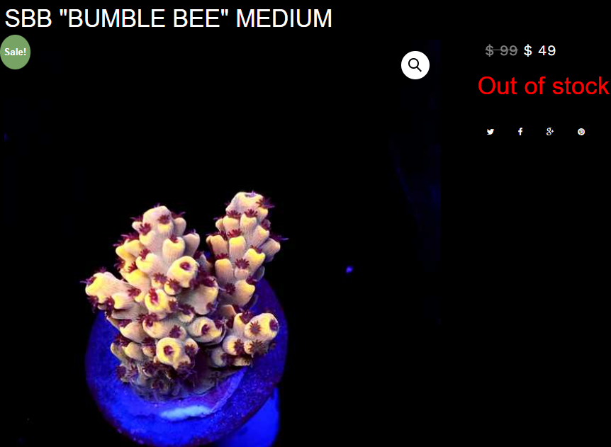 bumble bee.png