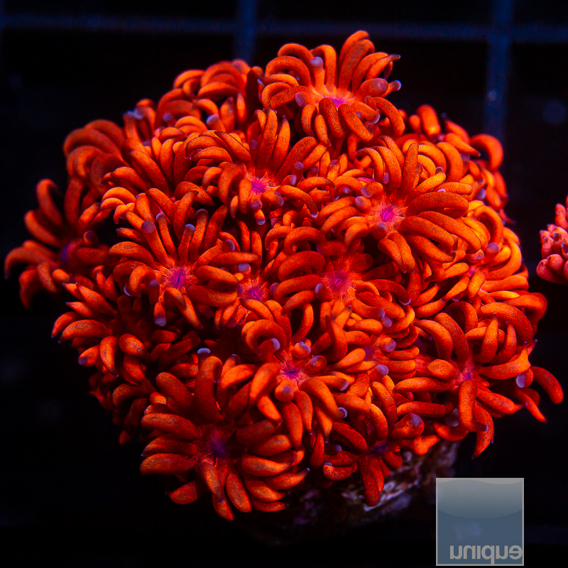 Burnt Red Goniopora 79 45.JPG