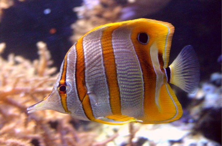 butterfly_fish6.jpg