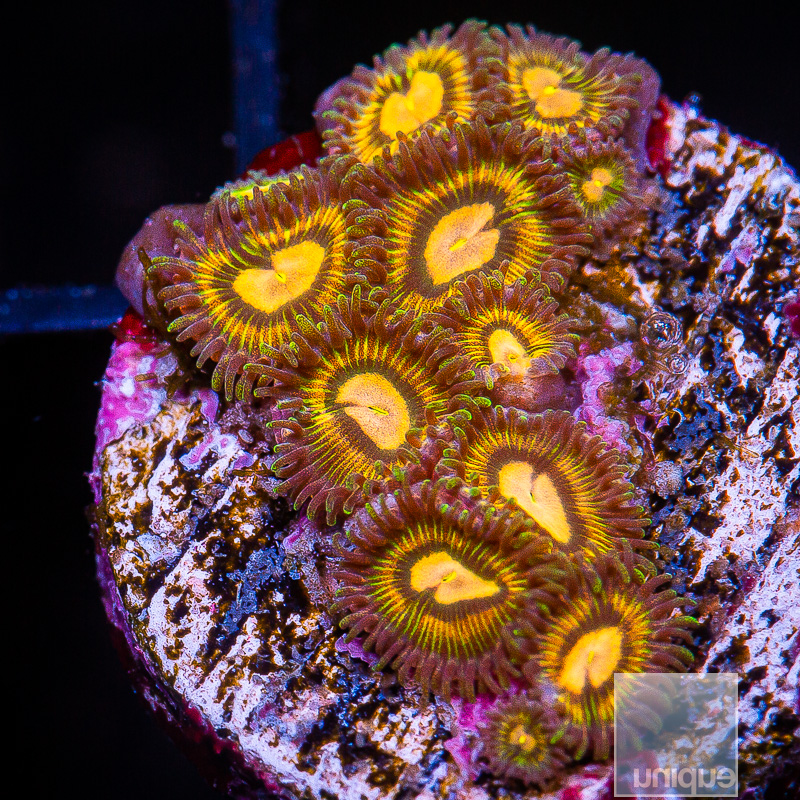 Buttmuncher Zoanthid 199 105.JPG