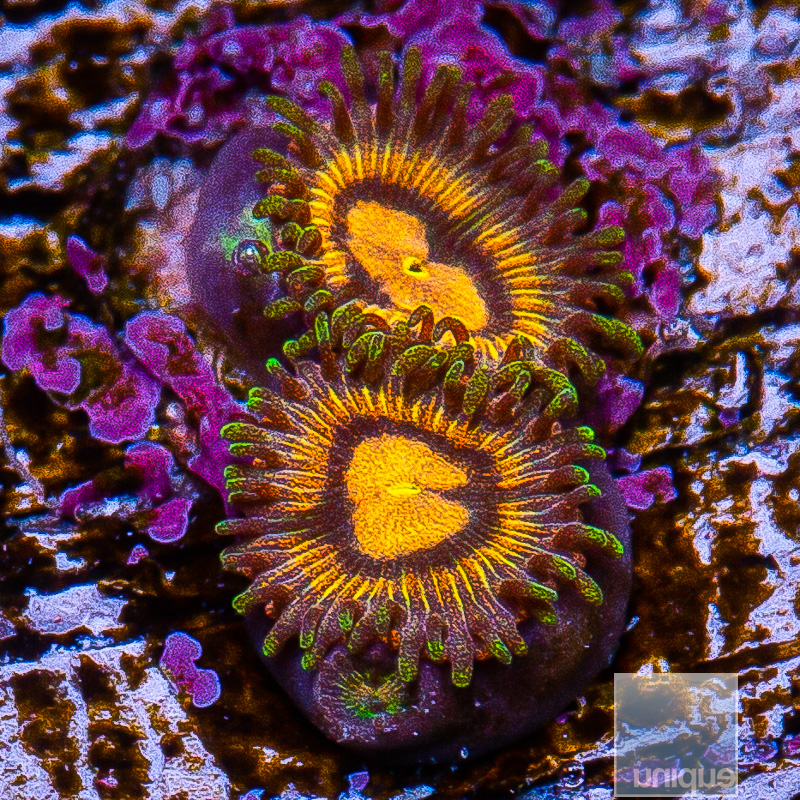 Buttmuncher Zoanthid 49 26.JPG