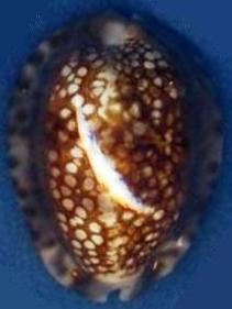 C. Depressa 40.5mm GEM 1m under dead coral Kwajalein.jpg