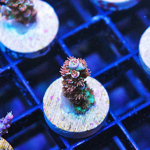 C101 RR Optimus Prime Acropora 699-399.jpg