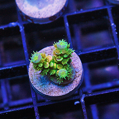 C102 WD Acropora 199-125.jpg