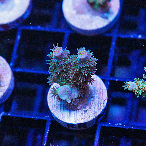 c103 Angry Bird Acropora 1400- 499 Double Size Frag.jpg