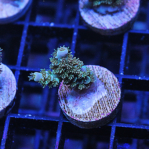 C104 RR Something Spcial Acropora 499-299.jpg