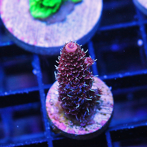 C105 JD Blazing Red Millipora 299-139.jpg