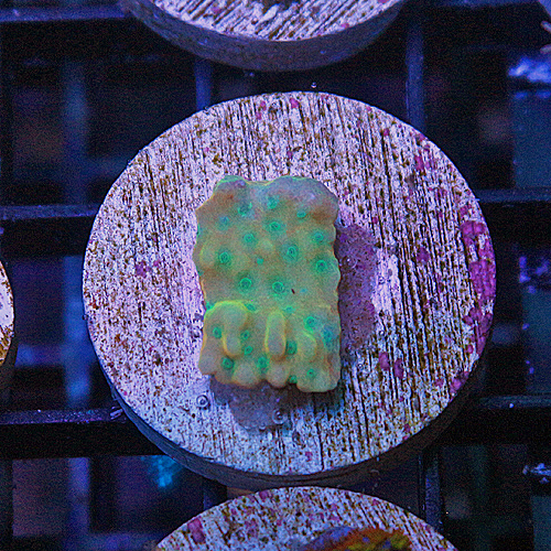 C107 JF Beach Bum Montipora 299-199.jpg