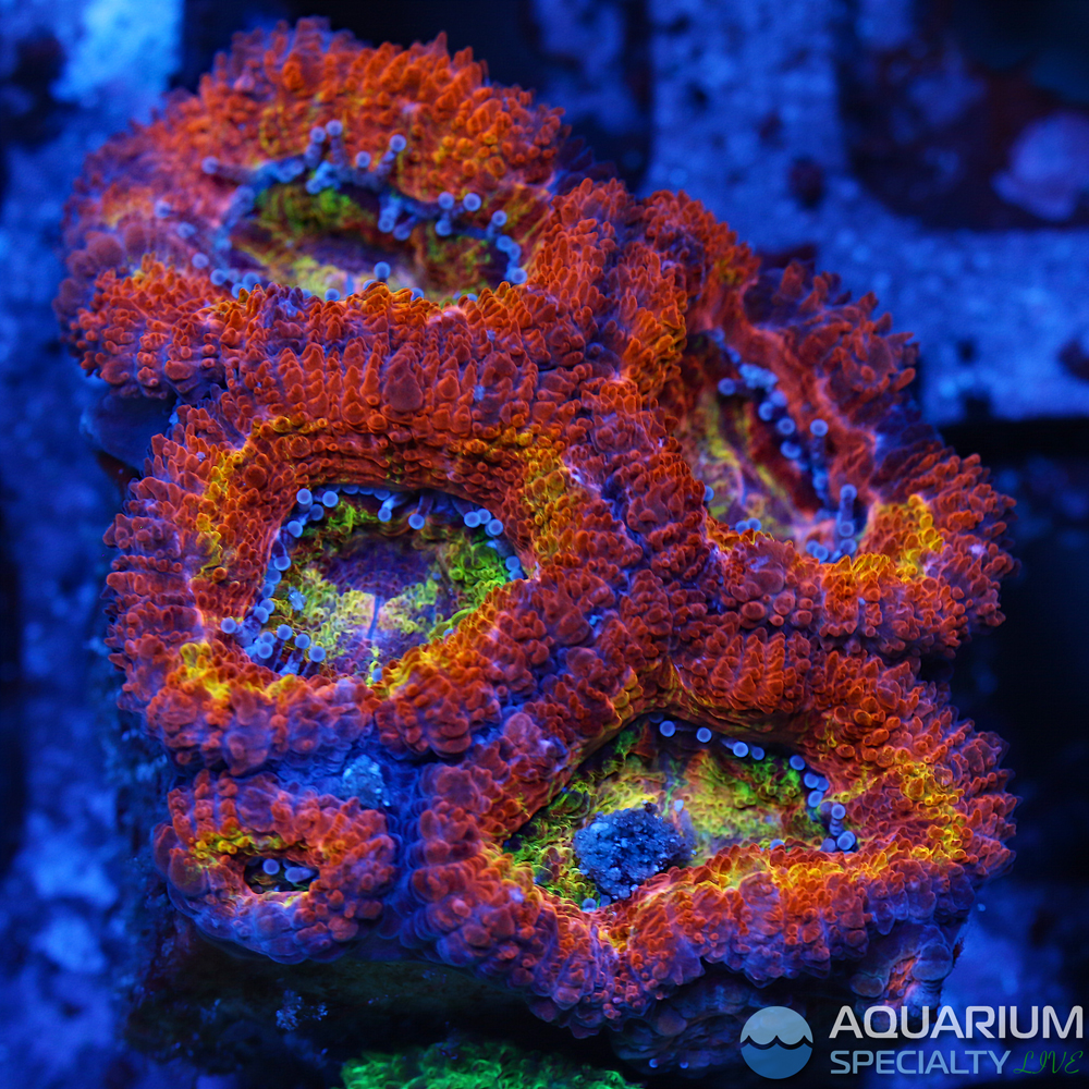 c38-rainbow-acan.jpg