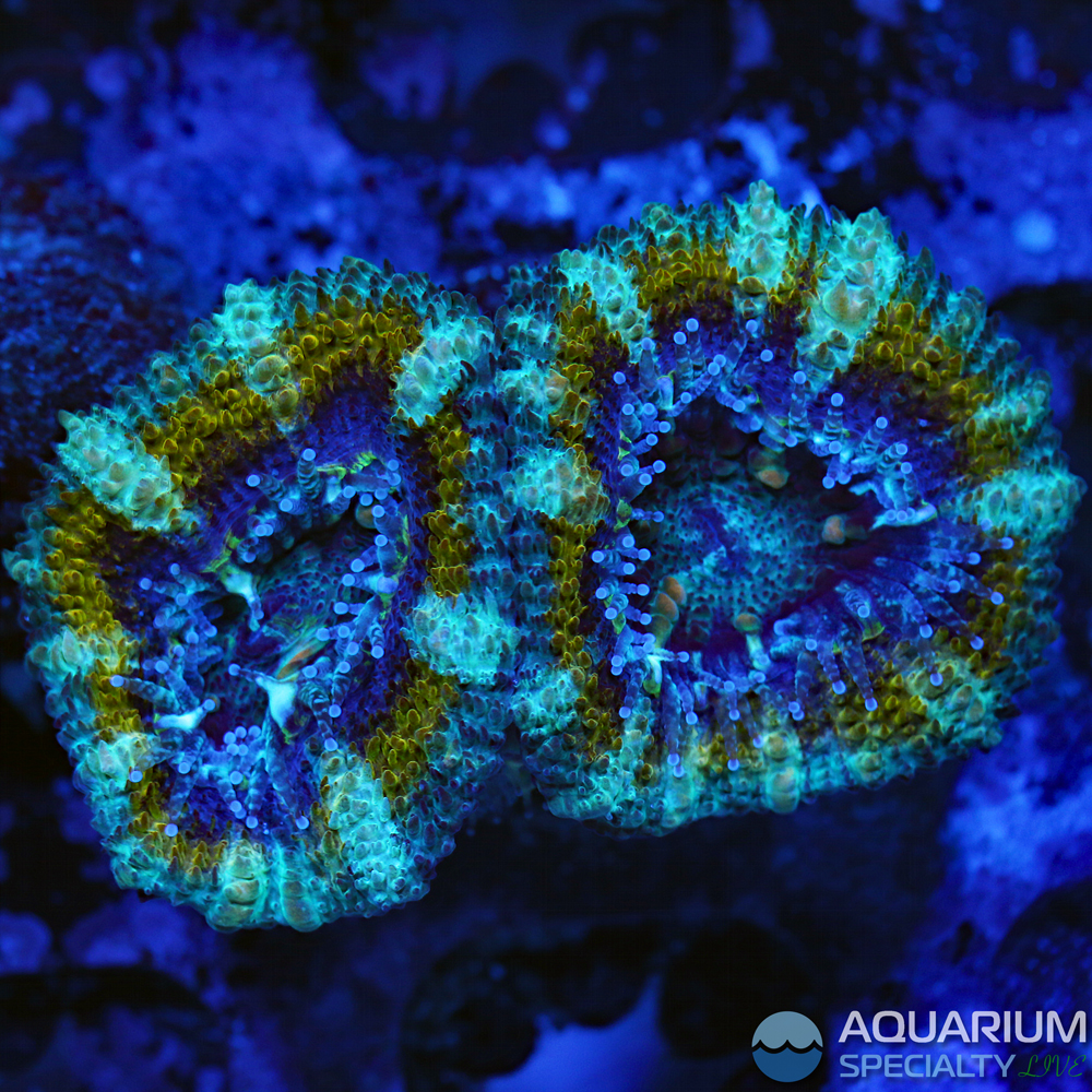 C39-acan-frag.jpg