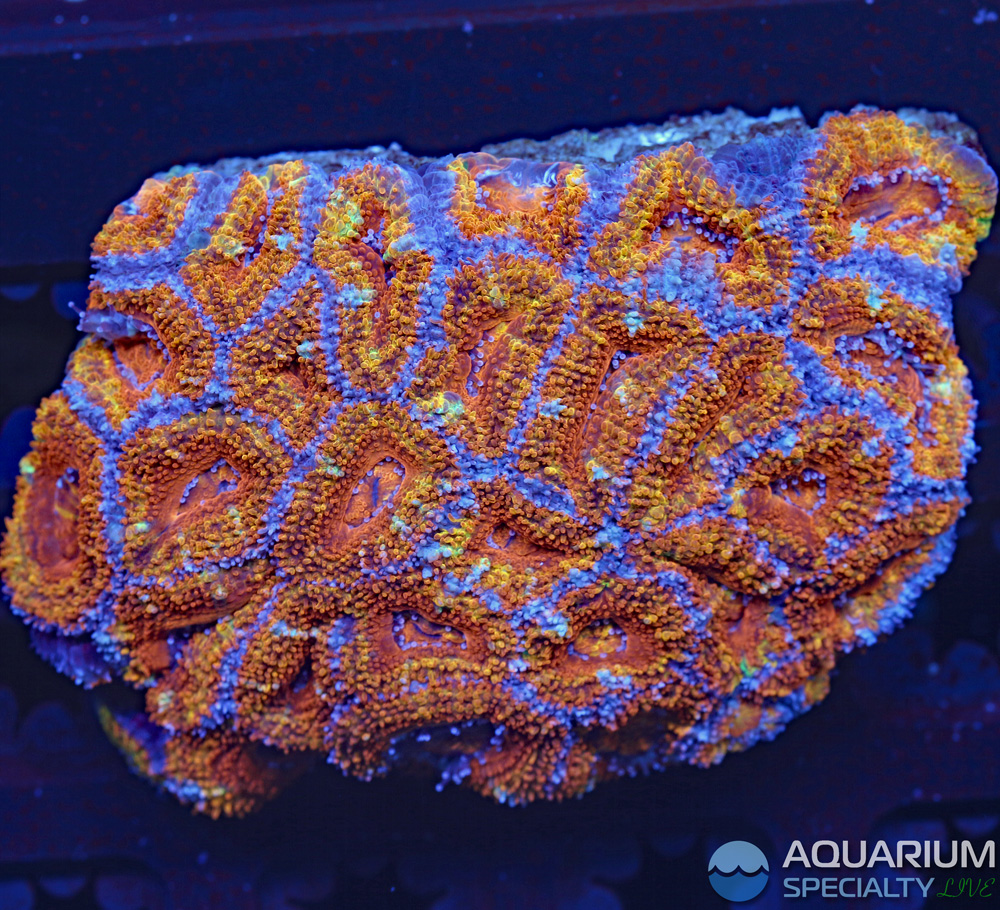 C44-Acan-Colony.jpg