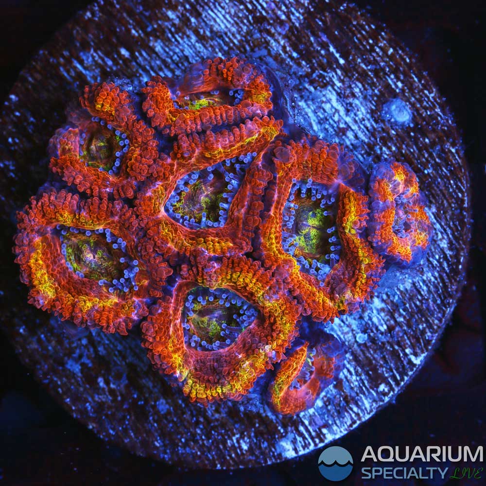 C45-Acan-colony.jpg