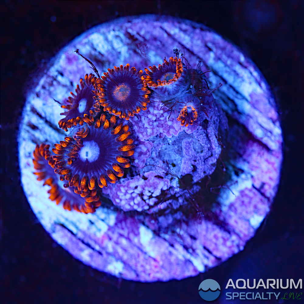 C75-zoa.jpg