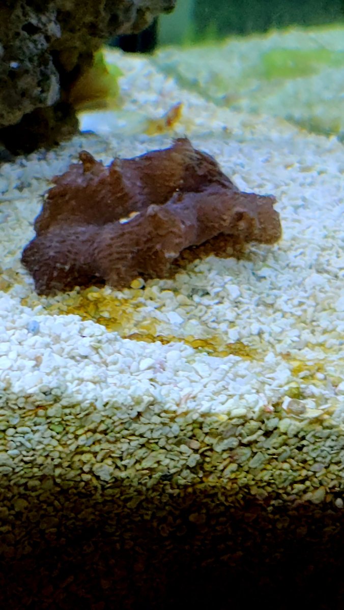 Cabbage lettuce coral week 11.jpg