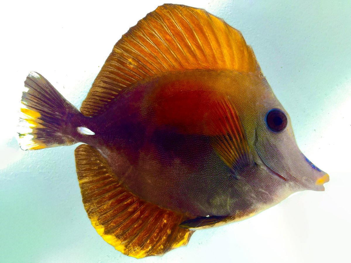 Calico Tang 1_2.jpg