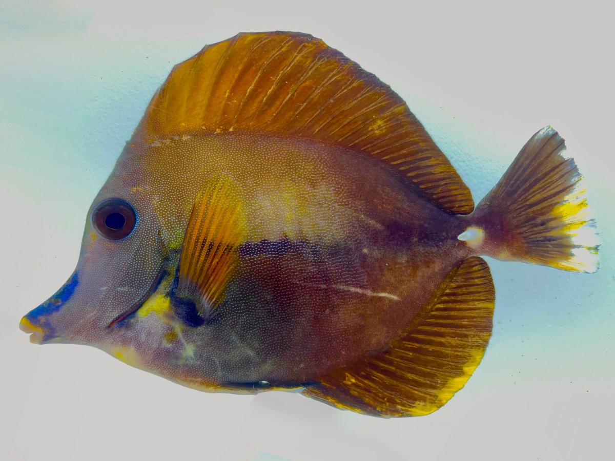 Calico Tang.jpg