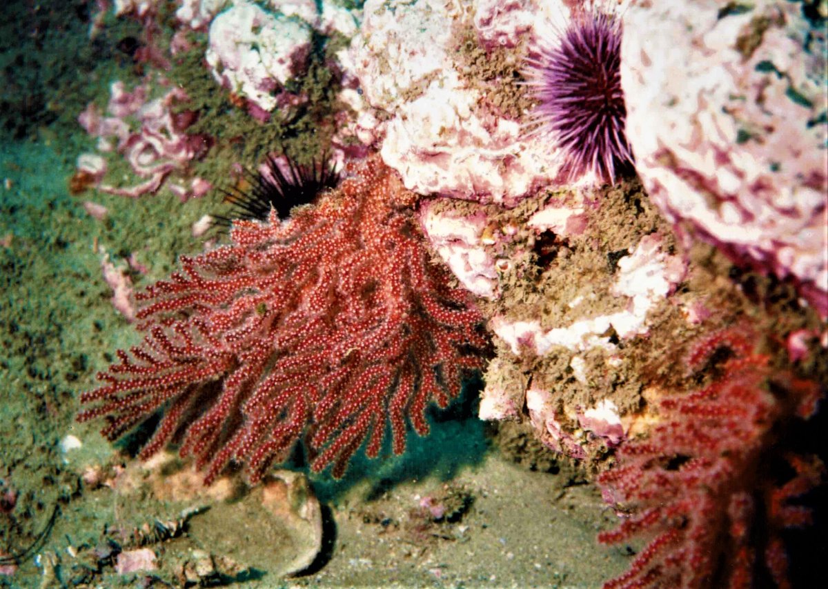 California Golden Gorgonian 1.JPG