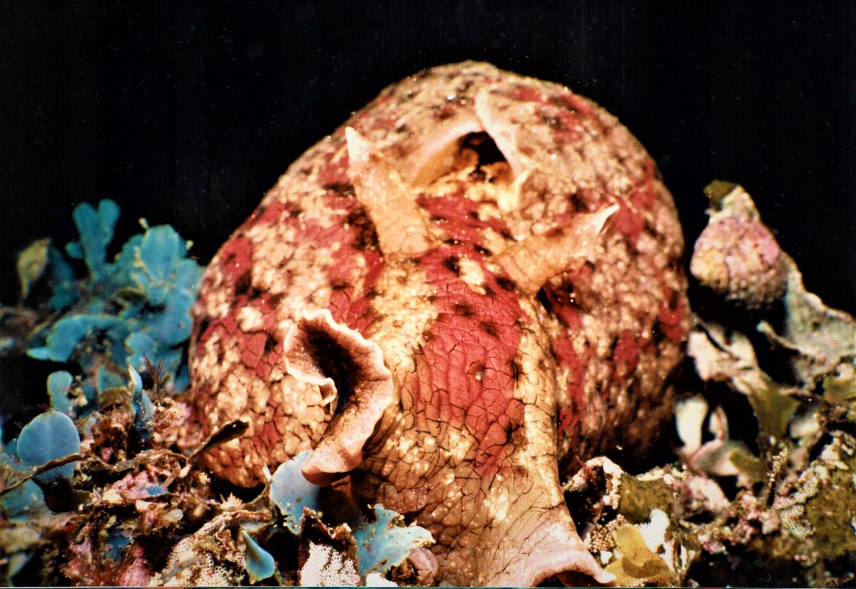 California Sea Hare 1.JPG