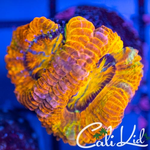 Calikid Rainbow Acan.jpg