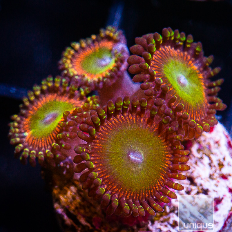 Candy Apple Red Zoanthid 59 46.JPG