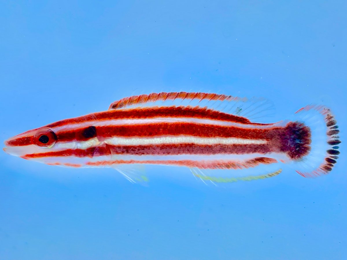 Candycane Hogfish.jpg