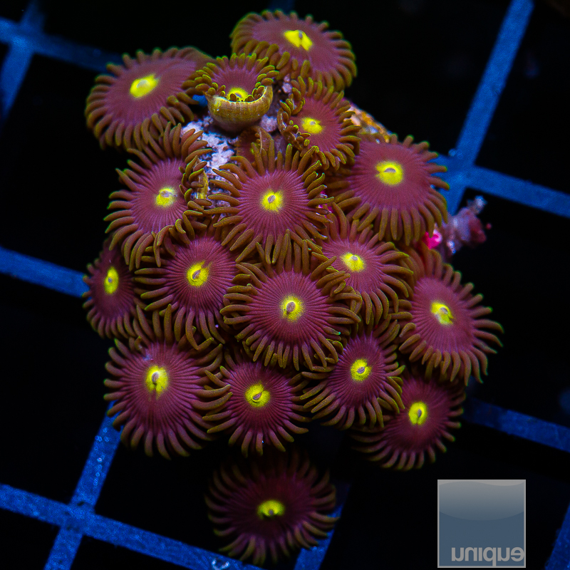 Cat Eye Zoanthids 159 95.JPG