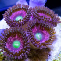 cat-s-eye-zoas-4-polyp-1700-200x200.jpg