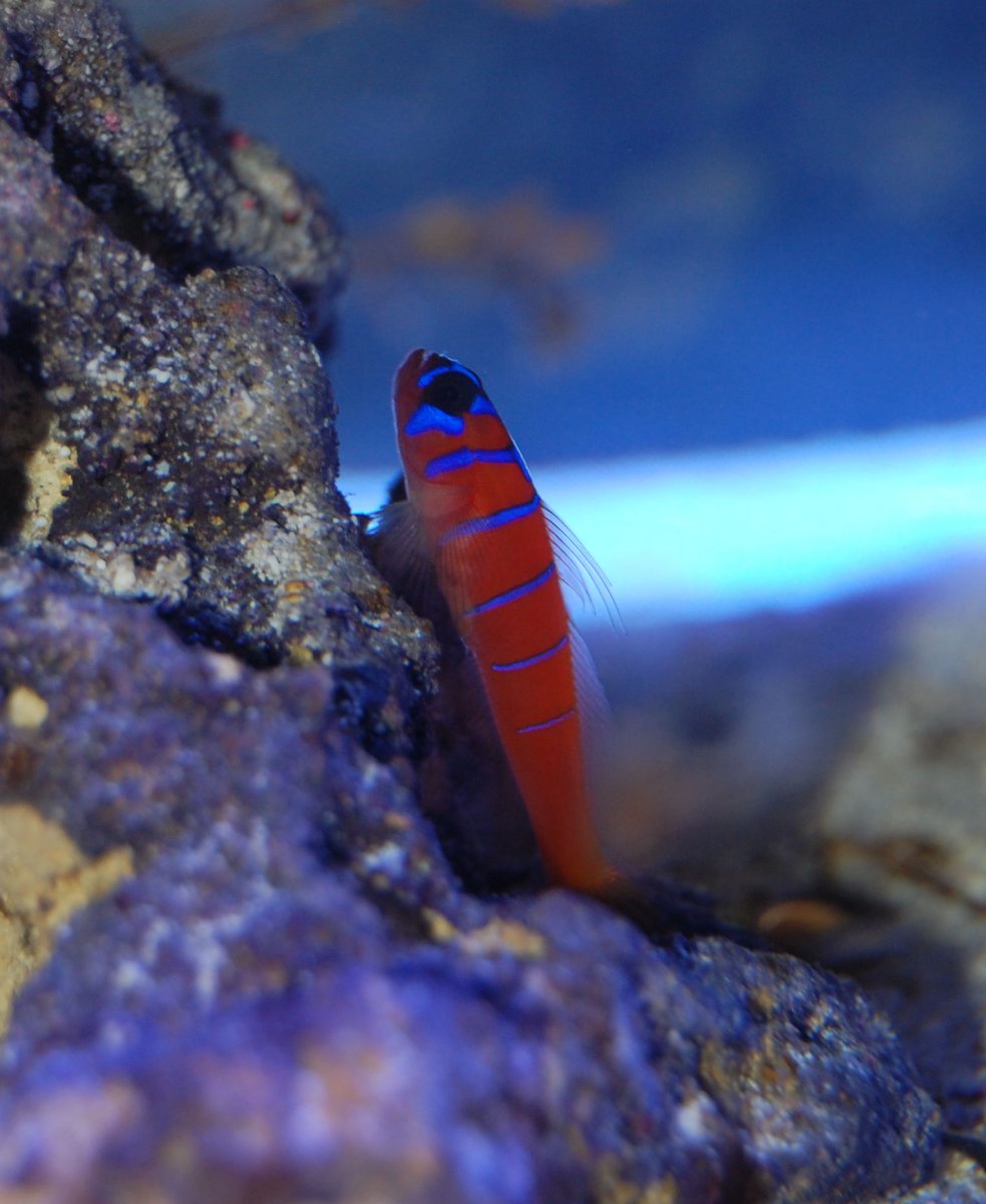 Catalina Goby.jpg