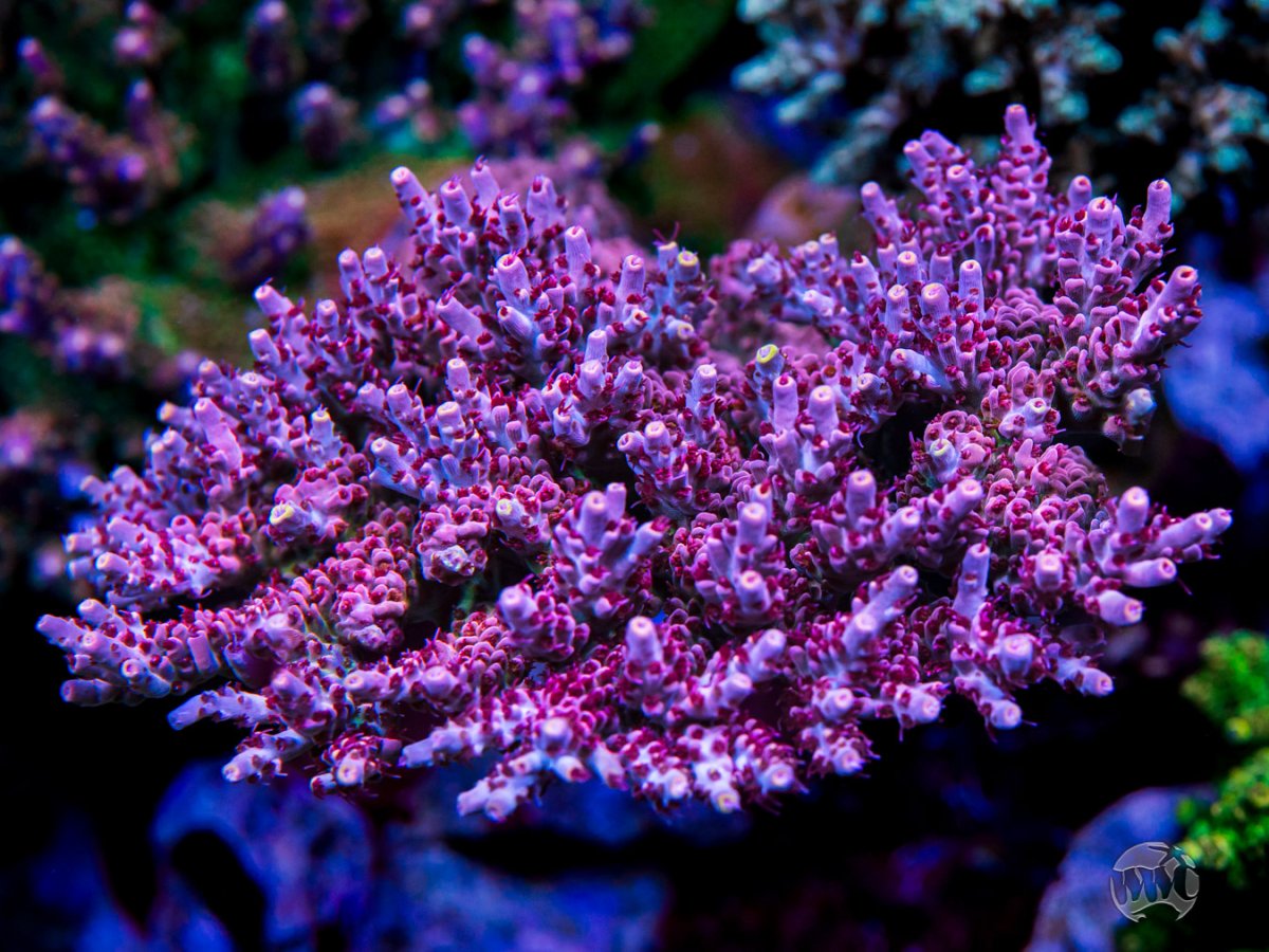 CB-Beastmode-Acropora-01468-MC-sm.jpg