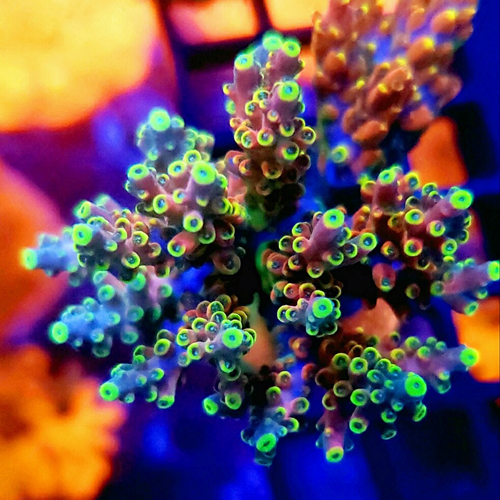 CB Flaming Unicorn Acropora.jpg