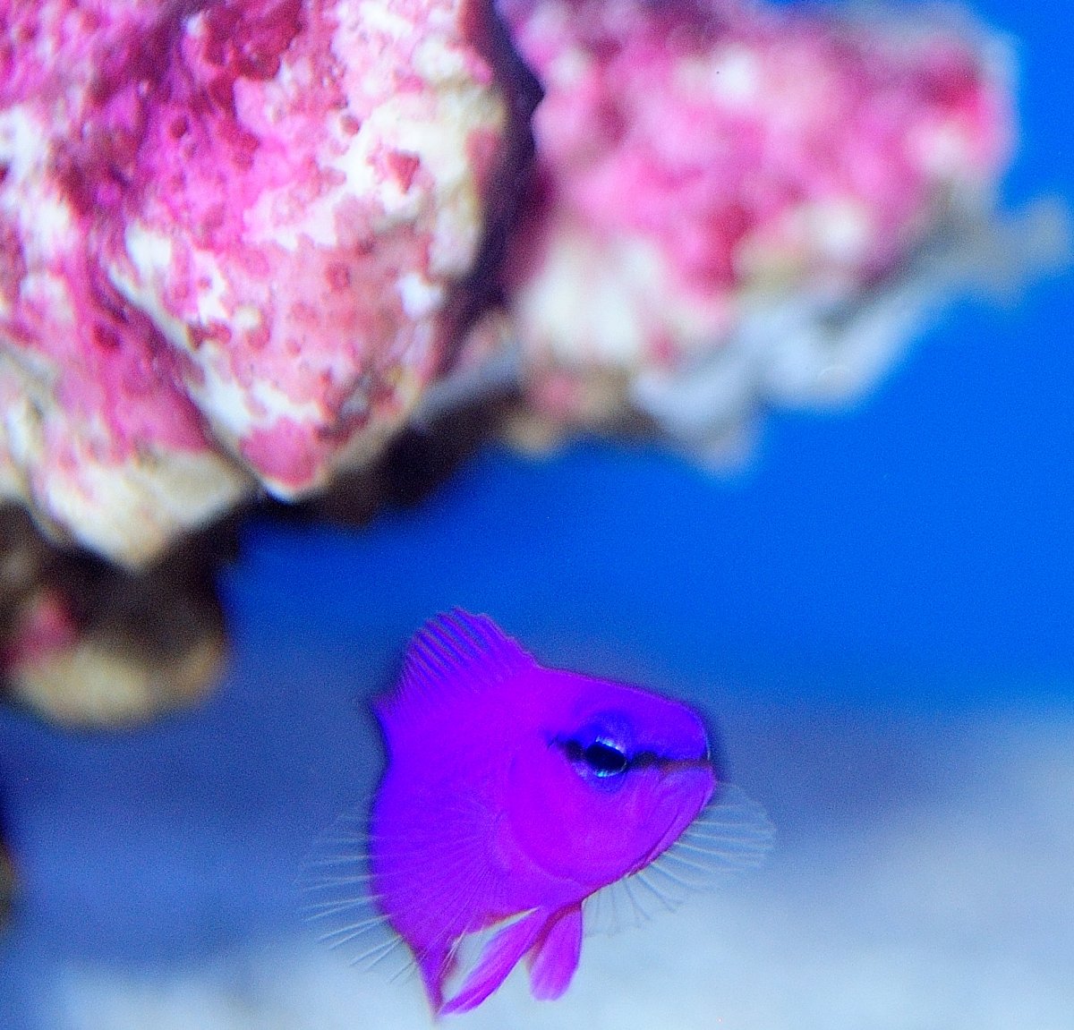 CB Orchiddottyback 2.JPG