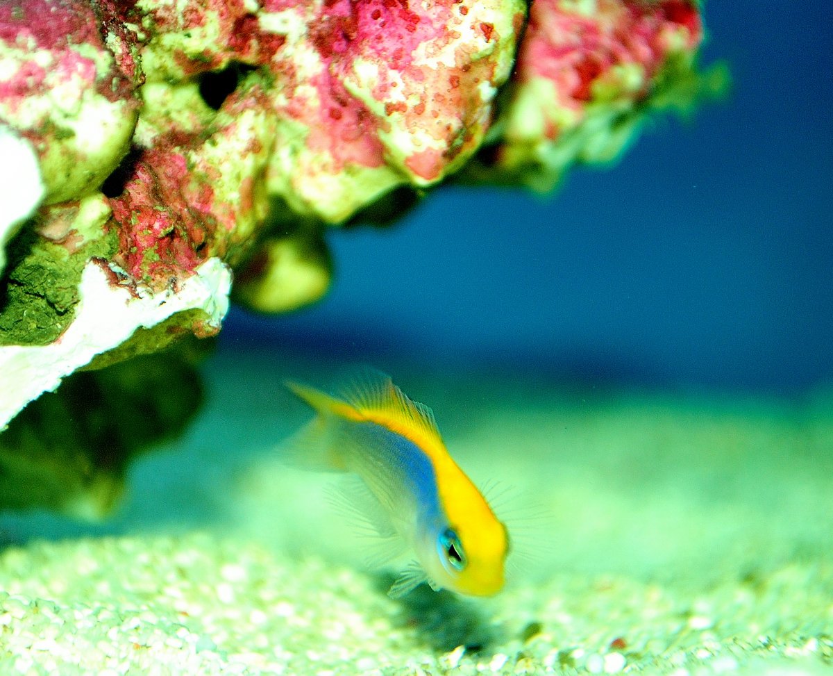 CB Sunrise Dottyback.JPG