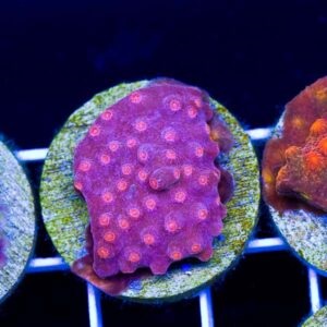 CC5 ATL Red STAR cyphastrea.jpg