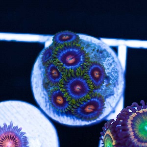 CC5 Blowpop zoa.jpg