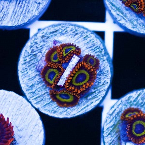 CC5 Fruit Loop zoa.jpg