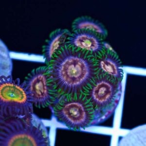 CC5 Raspberry Lime zoas.jpg