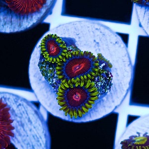 CC5 Spitfire zoa.jpg