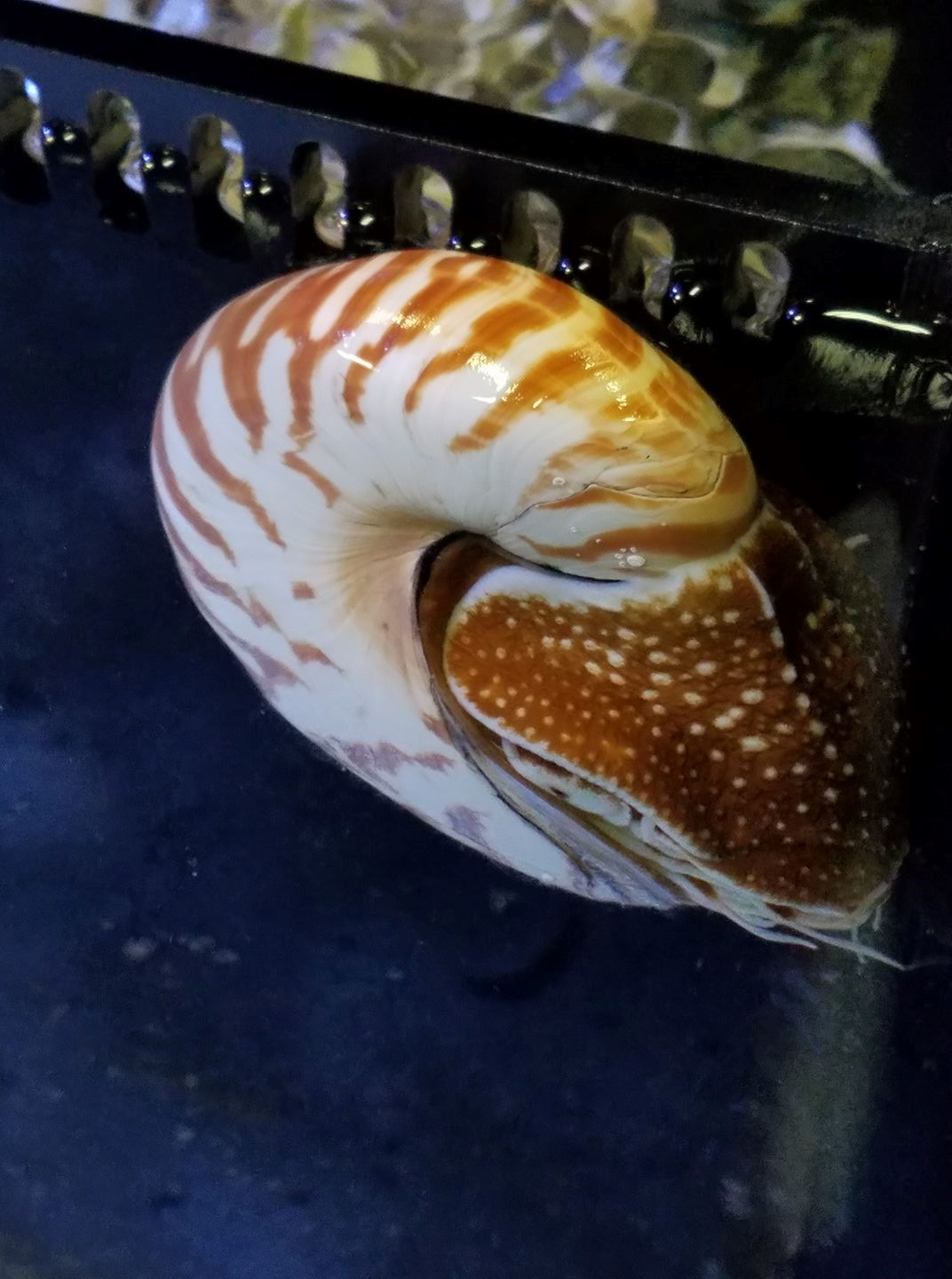 chambered nautilus.jpg