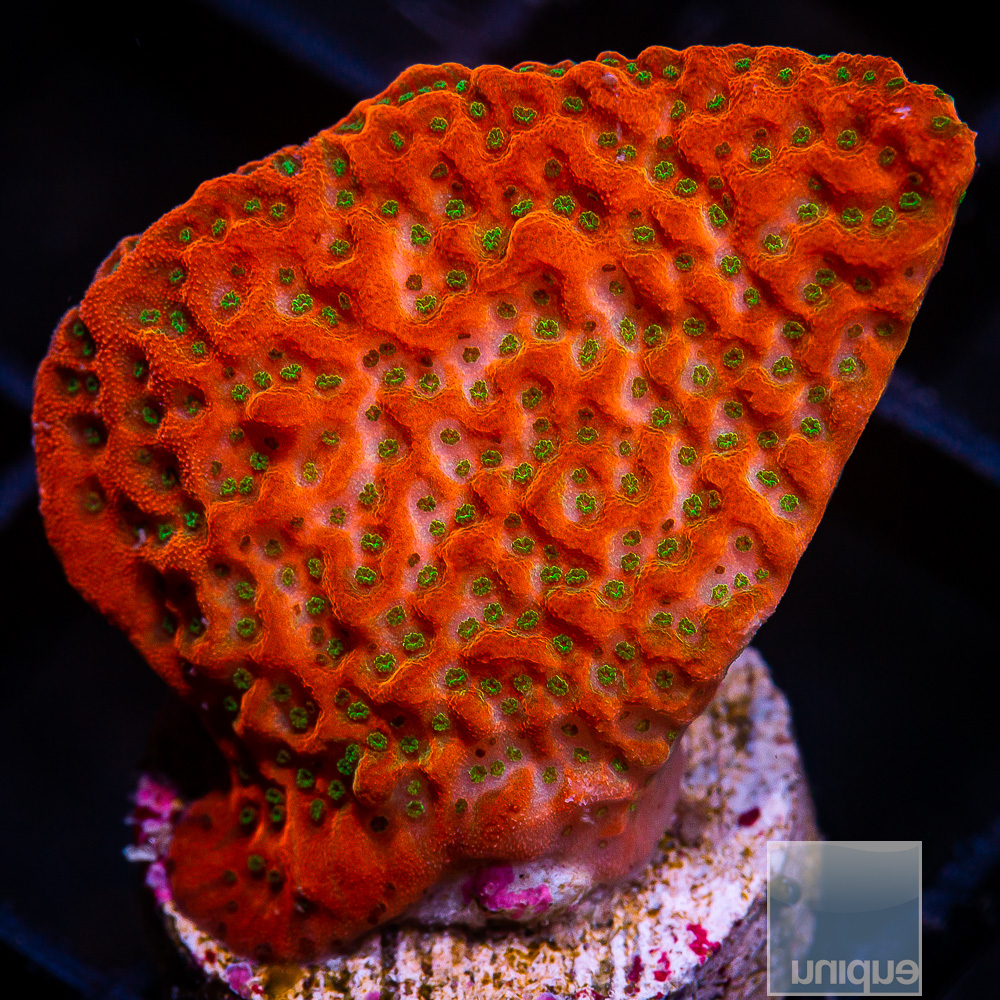 Cherry Tree Montipora 44 26.JPG