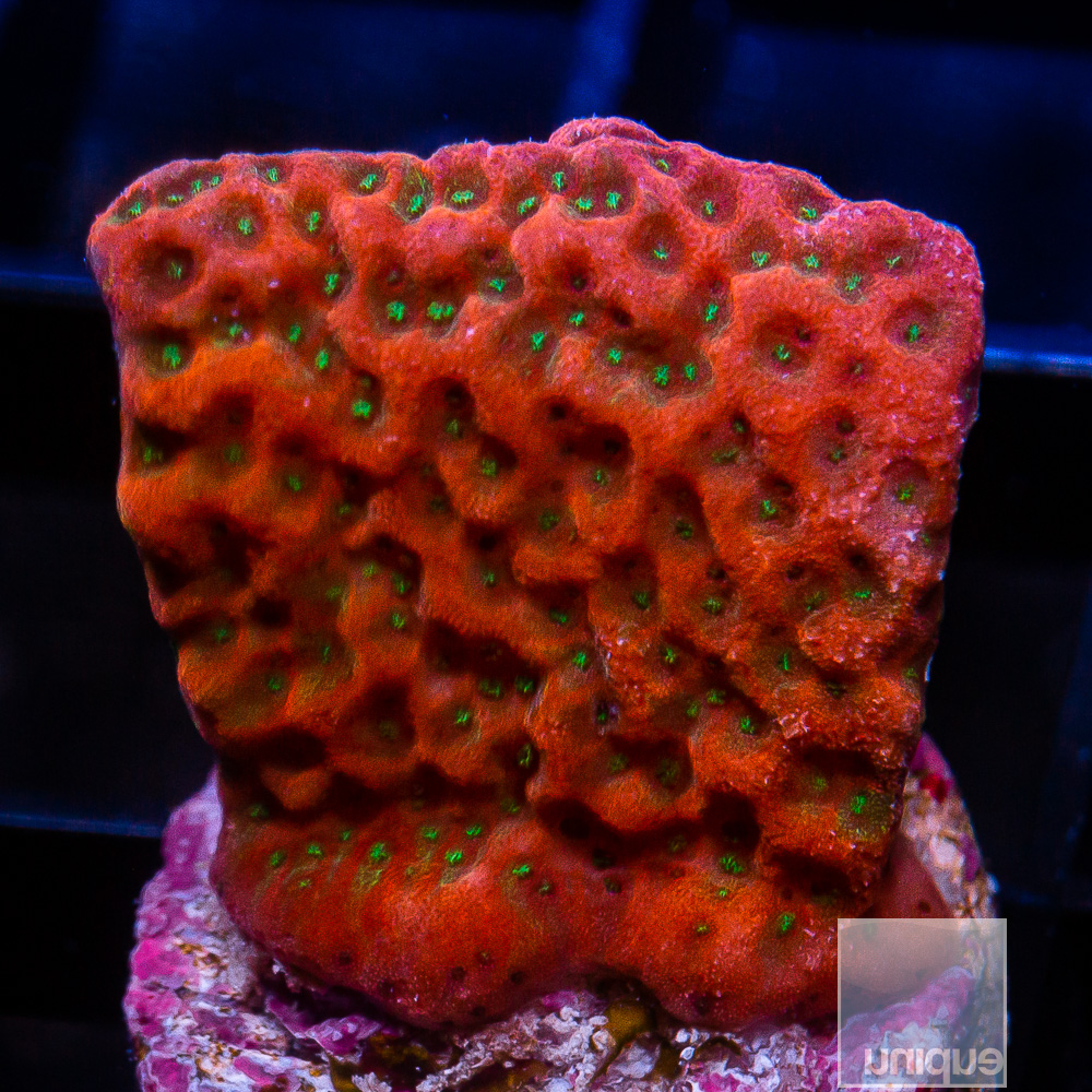 Cherry Tree Montipora 49 20.JPG