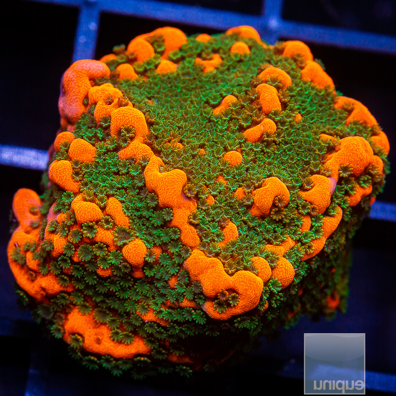 Cherry Tree Montipora 59 36.JPG